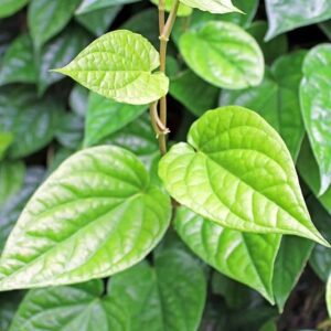 Yellow Leaves Mitha Pan Plant from Kolkata with Pot | Premium Sweet Betel Leaf (Paan) Live Plant