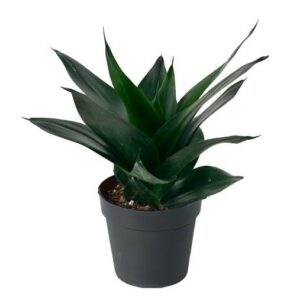 Black Jade Dwarf Snake Plant with Pot – Healthy Live Indoor & Outdoor Plant