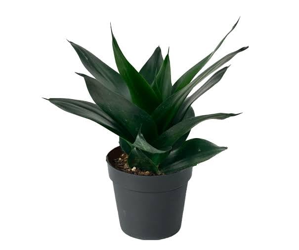 Black Jade Dwarf Snake Plant with Pot – Healthy Live Indoor & Outdoor Plant