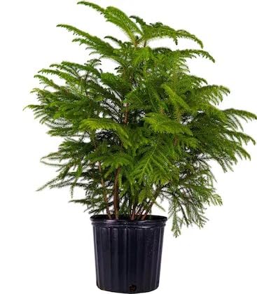 Live Christmas Tree Plant – Hybrid Araucaria Live Pine-Like Ornamental Tree for Home & Office Decor - Image 4