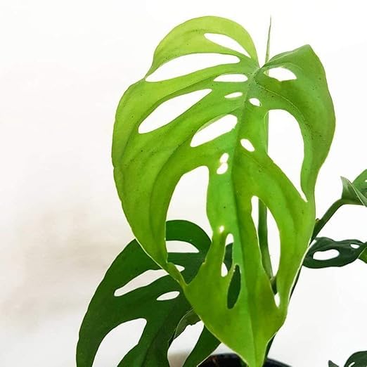 Monstera Adansonii Broken Heart Plant – Live Indoor Ornamental Foliage Plant for Home & Office - Image 2