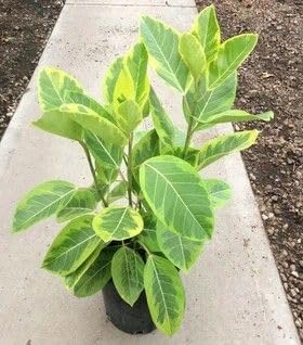 Variegated Rubber Plant (Ficus altissima 'Yellow Gem' / 'Lemon Lime') | Live Indoor Ornamental Plant for Home & Office - Image 4