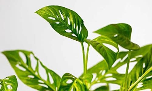 Monstera Adansonii Broken Heart Plant – Live Indoor Ornamental Foliage Plant for Home & Office - Image 4
