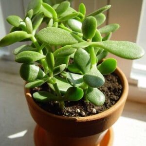 Green Golden Crassula Ovata Money Jade Plant with pot