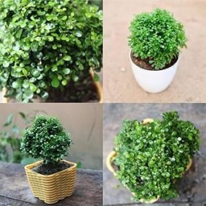Thai Dwarf Kamini / Table Kamini (Radermachera Kunming) Healthy Flower Plant with Pot