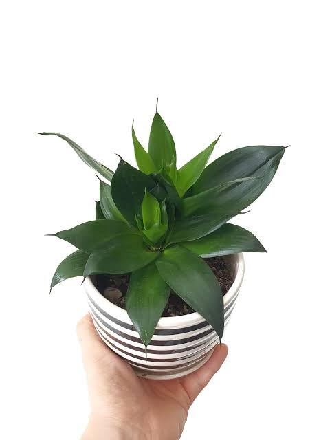 Black Jade Dwarf Snake Plant with Pot – Healthy Live Indoor & Outdoor Plant - Image 4