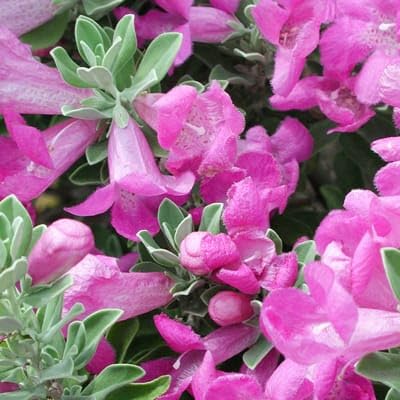 Leucophyllum Texas Sage / Nikotia Nicosia Flower Healthy Plant - Image 2