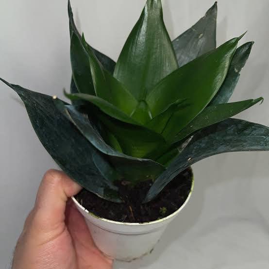 Black Jade Dwarf Snake Plant with Pot – Healthy Live Indoor & Outdoor Plant - Image 2