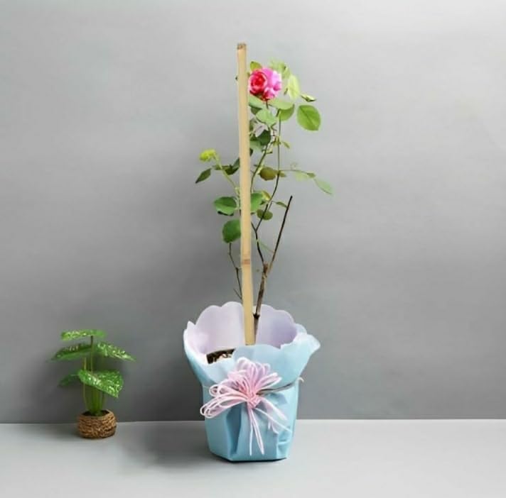 Bamboo Sticks For Plant Support For Garden - Image 4