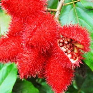Sindoor Plant Outdoor Garden (Organic) | Live Sindoor Flowering Plant | Beautiful Ornamental Garden Plant - Image 3