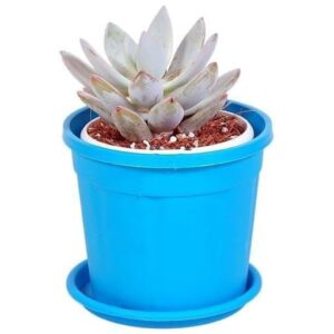 Echeveria Moon Fairy Succulent Plant with pot