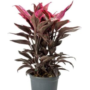 Dracaena Mahatma,Cordyline Terminalis Mahatma Indoor Live Plant with pot