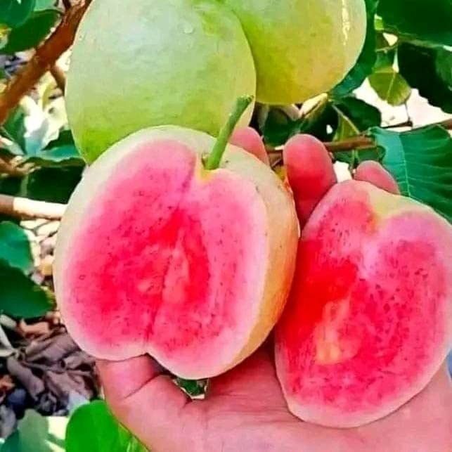 All Time Red Diamond Guava Plant | Premium Live Guava Fruit Plant for Home Garden - Image 4