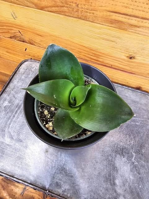 Black Jade Dwarf Snake Plant with Pot – Healthy Live Indoor & Outdoor Plant - Image 3