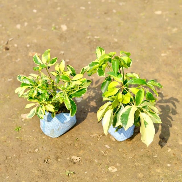 Variegated Schefflera/Umbrella Healthy Live Plant With Pot - Image 3