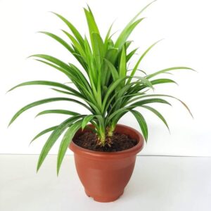 Biryani Leaf Plant / Payes Pata / Pandan – Pandanus amaryllifolius Plant