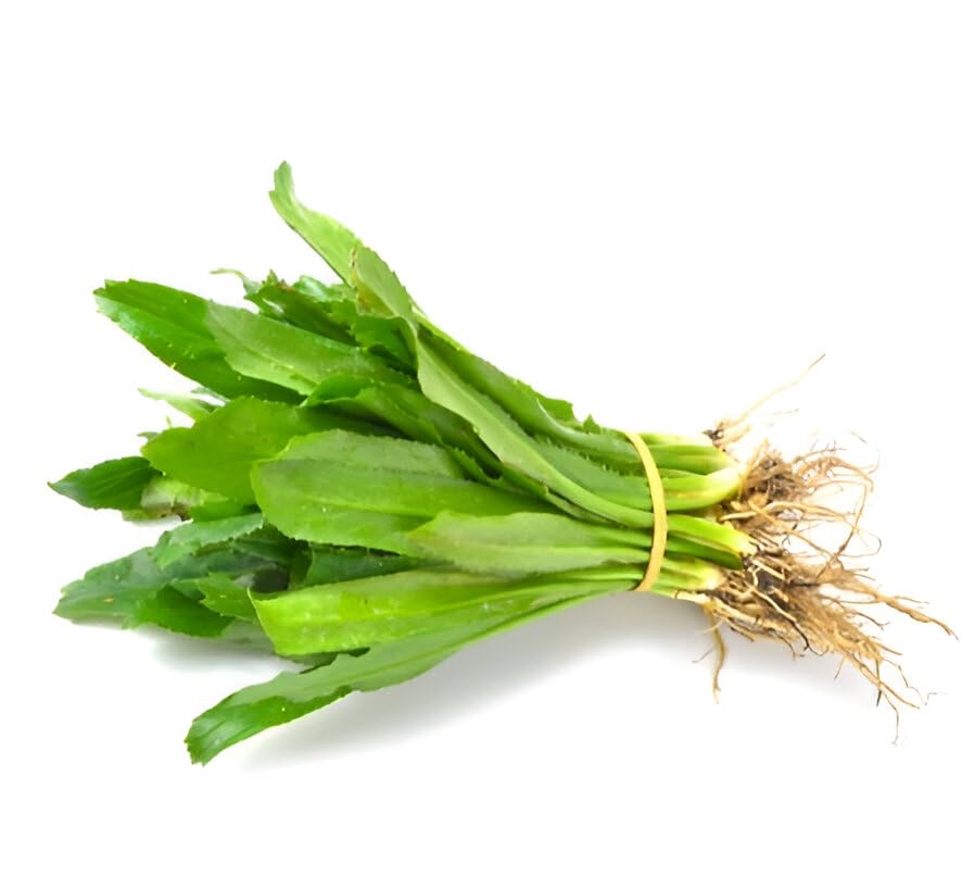 Thai Long Coriander Hybrid Plant – Live Coriander Herb Plant | Healthy Green Culinary Herb - For Planting - Image 4