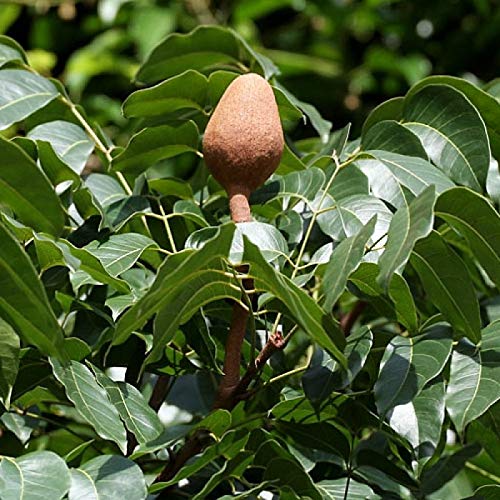 Big-leaf Mahogany (Swietenia macrophylla) – Healthy Live Plant - Image 3