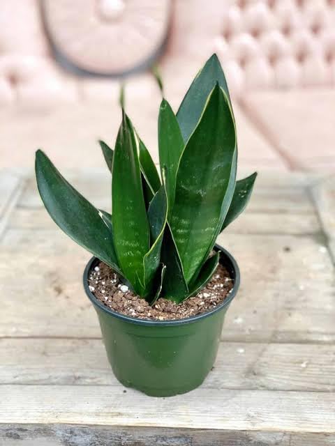 Black Jade Dwarf Snake Plant with Pot – Healthy Live Indoor & Outdoor Plant - Image 5