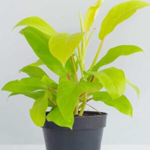 Philodendron Ceylon Golden Indoor Plant with Pot For Home Decor and Garden