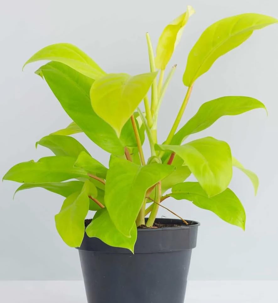 Philodendron Ceylon Golden Indoor Plant with Pot For Home Decor and Garden