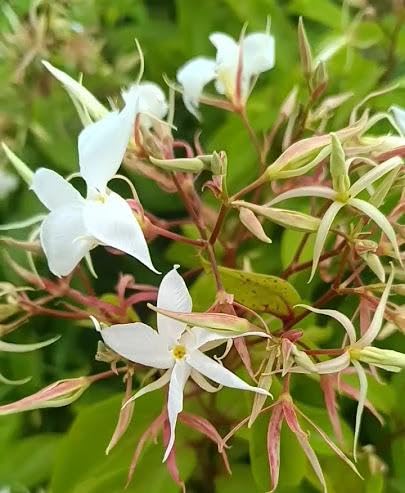 Malati/Maloti lota(Aganosma Dichotoma) Fragnance Flower Plant - Image 2
