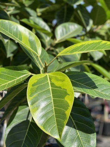 Variegated Rubber Plant (Ficus altissima 'Yellow Gem' / 'Lemon Lime') | Live Indoor Ornamental Plant for Home & Office - Image 2