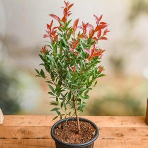 Syzygium (Lilly Pilly) Ornamental Healthy plant