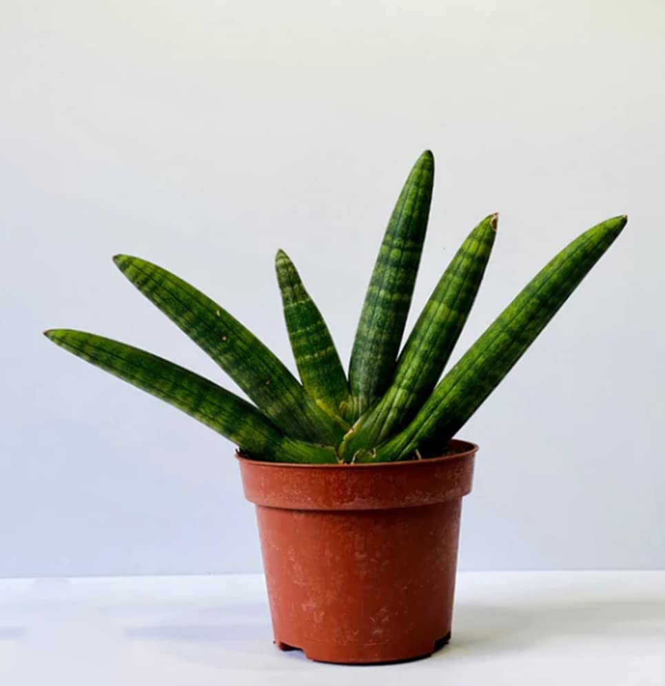 Sansevieria Boncel Starfish Snake Plant with Pot - Image 2