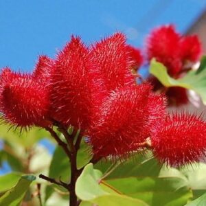Sindoor Plant Outdoor Garden (Organic) | Live Sindoor Flowering Plant | Beautiful Ornamental Garden Plant