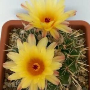 Notocactus Graessneri Cactus Healthy Plant with pot