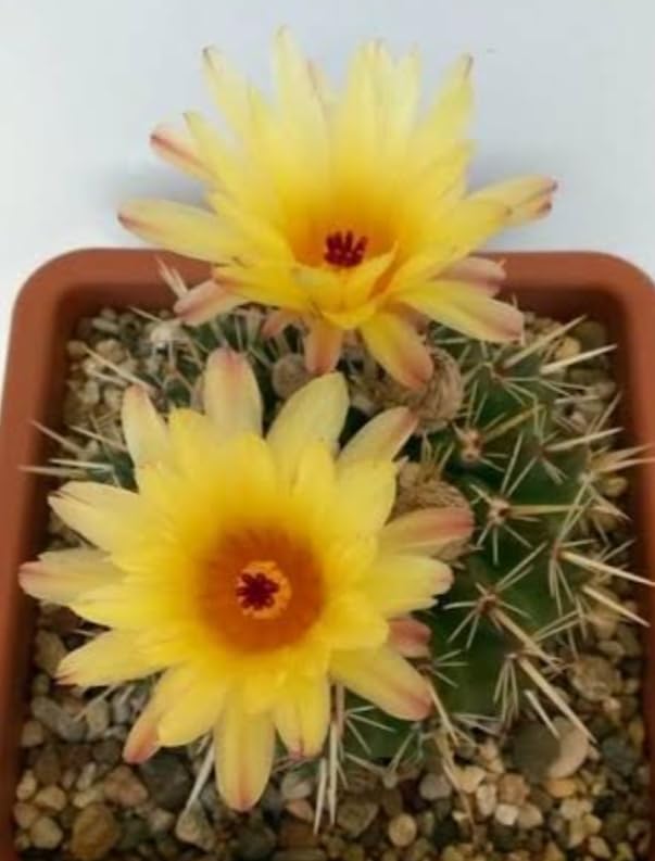 Notocactus Graessneri Cactus Healthy Plant with pot