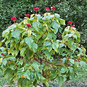 Sindoor Plant Outdoor Garden (Organic) | Live Sindoor Flowering Plant | Beautiful Ornamental Garden Plant - Image 4