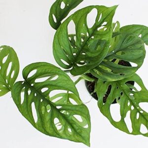 Monstera Adansonii Broken Heart Plant – Live Indoor Ornamental Foliage Plant for Home & Office
