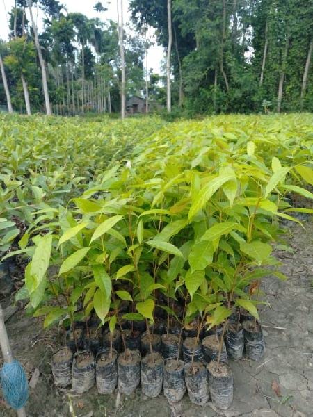 Big-leaf Mahogany (Swietenia macrophylla) – Healthy Live Plant - Image 2