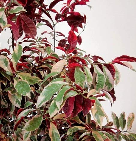 Laila Majnu(Exoecaria) Variegated Tropical Shrub Healthy Plant - Image 3