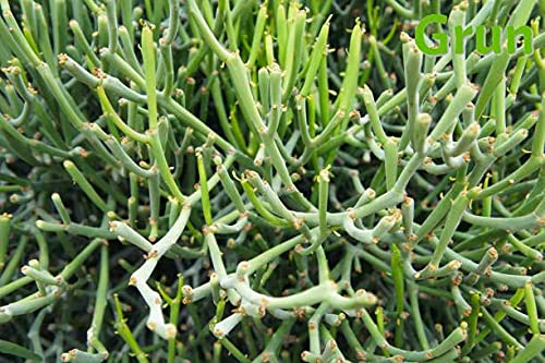 Euphorbia Tirucalli/ Fire Stick(Sticks on Fire/Red Pencil Cactus) Plant - Image 3