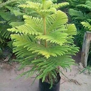 Live Christmas Tree Plant – Hybrid Araucaria Live Pine-Like Ornamental Tree for Home & Office Decor