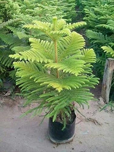 Live Christmas Tree Plant – Hybrid Araucaria Live Pine-Like Ornamental Tree for Home & Office Decor