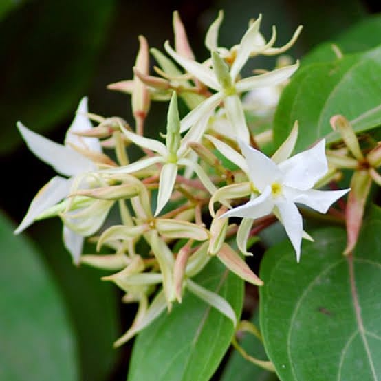 Malati/Maloti lota(Aganosma Dichotoma) Fragnance Flower Plant - Image 4