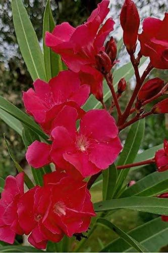 Oleander Plant | Kaner Plant | karaveera Plant | Arali Plant | kanagile Shrub Healthy Flower Plant for home and garden - Image 2