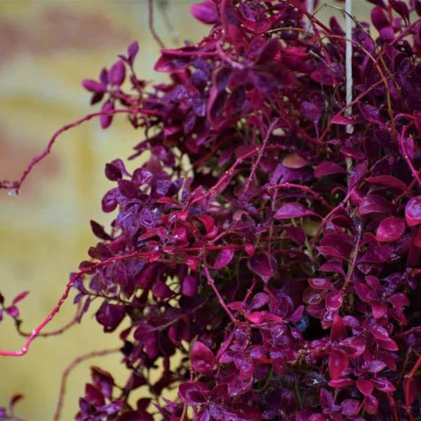 Live Lalsha Plant (Graptophyllum Red) – Rare Decorative Foliage Plant with Rich Maroon Leaves - Image 2