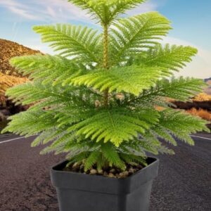 Norfolk Island Pine Plant with Pot | Araucaria heterophylla Live Indoor Christmas Tree Plant