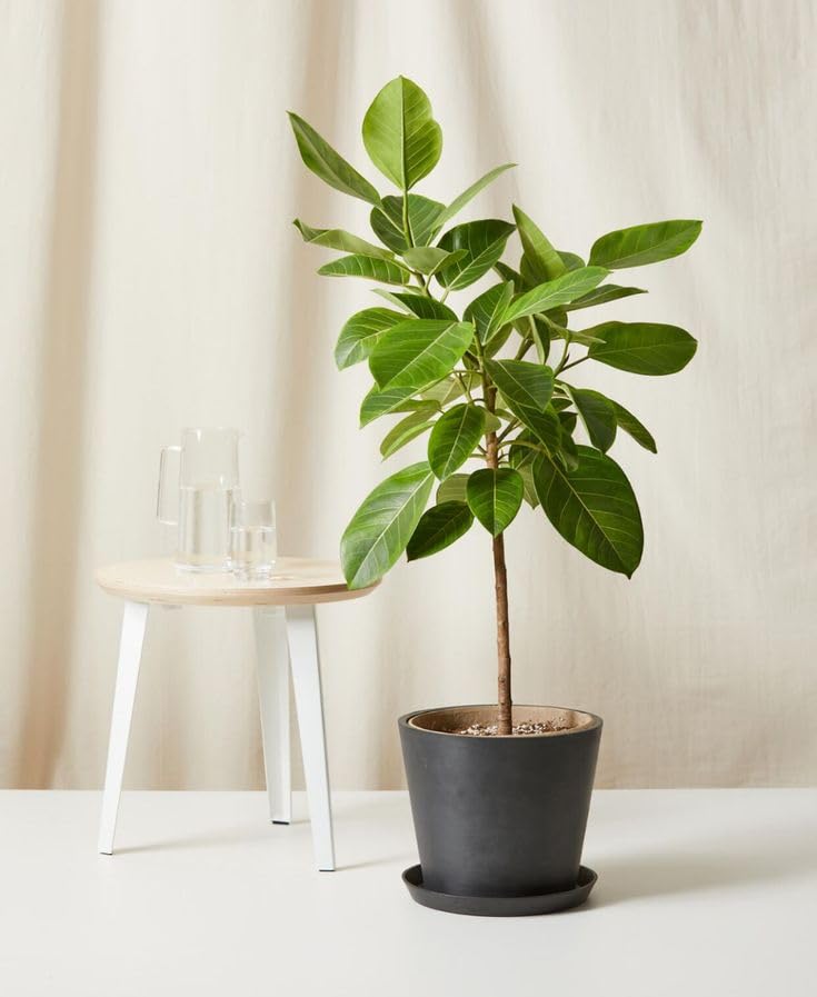 Variegated Rubber Plant (Ficus altissima 'Yellow Gem' / 'Lemon Lime') | Live Indoor Ornamental Plant for Home & Office - Image 3