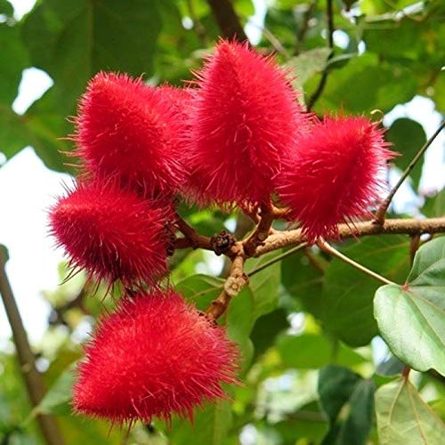 Sindoor Plant Outdoor Garden (Organic) | Live Sindoor Flowering Plant | Beautiful Ornamental Garden Plant - Image 2