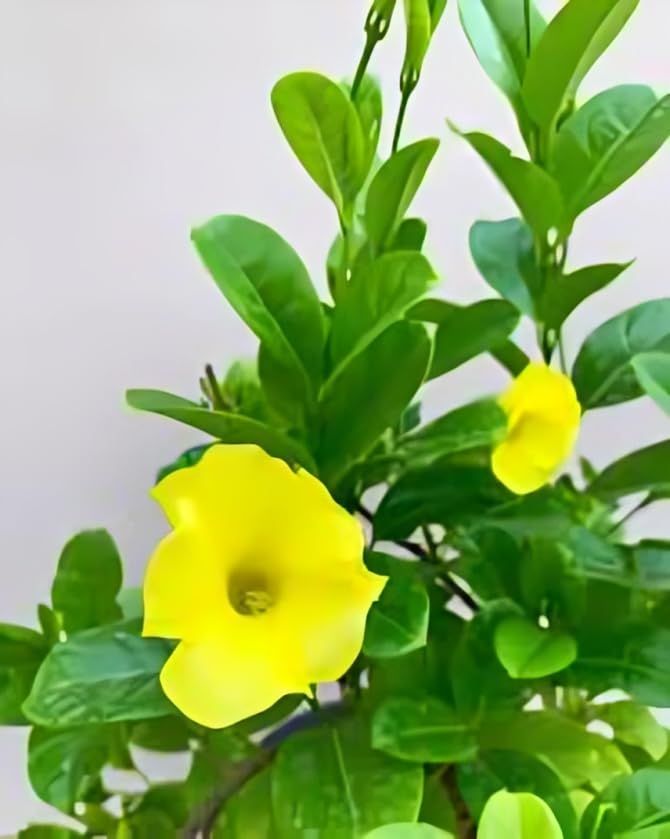 Yellow Allamanda Creeper Healthy Flowering Plant with Pot - Image 3