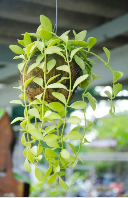 String of Nickels (Dischidia Nummularia)-Versatile Trailing Plant with pot - Image 2