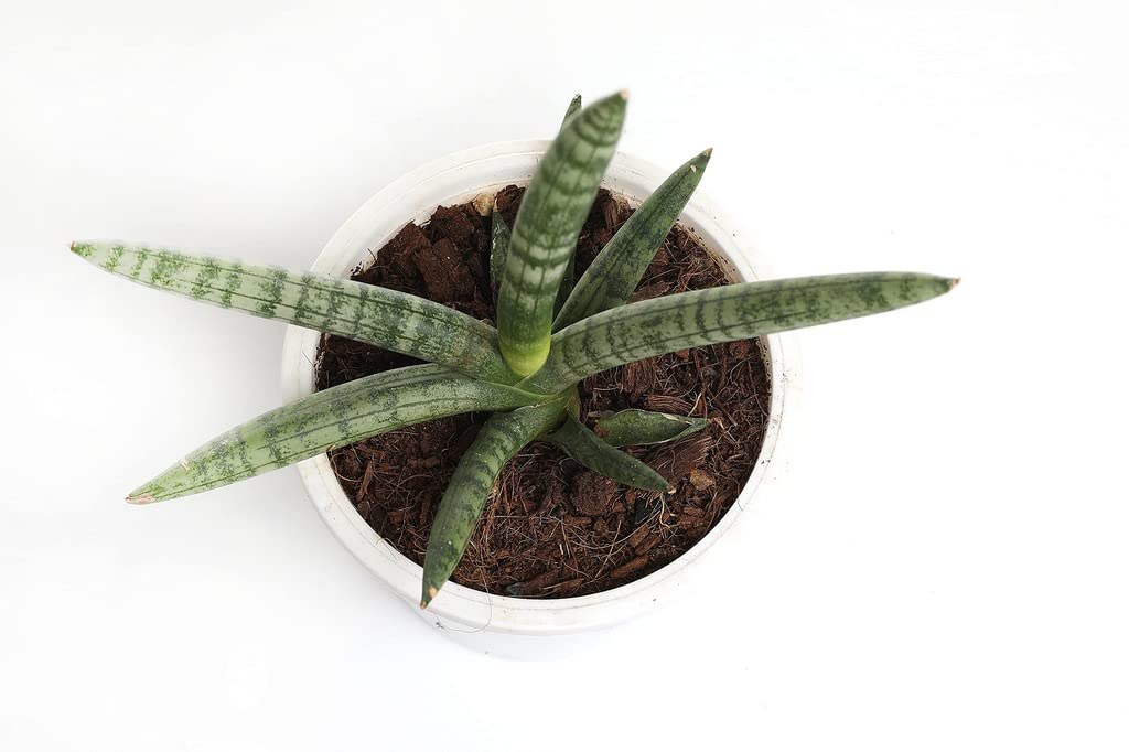 Sansevieria Boncel Starfish Snake Plant with Pot - Image 3