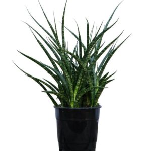 Sansevieria Fernwood – Compact Air Purifying Snake Plant with pot