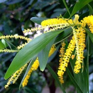 Acacia Auriculiformis (Australian Babul) – Healthy Live Plant